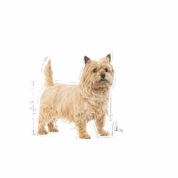 Royal Canin Mini Light Weight Care 3 kg Adulte Légumes - Vue supplémentaire 2