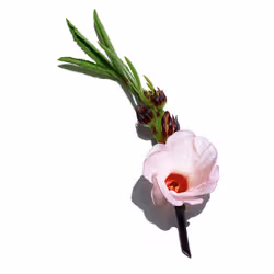 Clarins Multi-Intensive Crème Rose Lumière - Toutes peaux 50ml - Vue supplémentaire 4