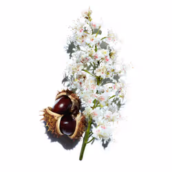 Clarins Nutri-Lumière Lotion 200ml - Vue supplémentaire 4