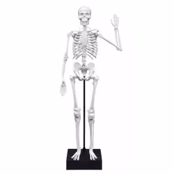 Buki Squelette 45 cm - Vue supplémentaire 3