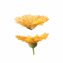 Weleda Lait corporel au Calendula 200 ml - Vue supplémentaire 3