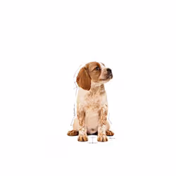 Royal Canin Medium Puppy Viande Chiot 140 g - Vue supplémentaire 2