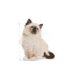 Royal Canin 9003579308943 nourriture humide pour chats 85 g - Vue supplémentaire 2